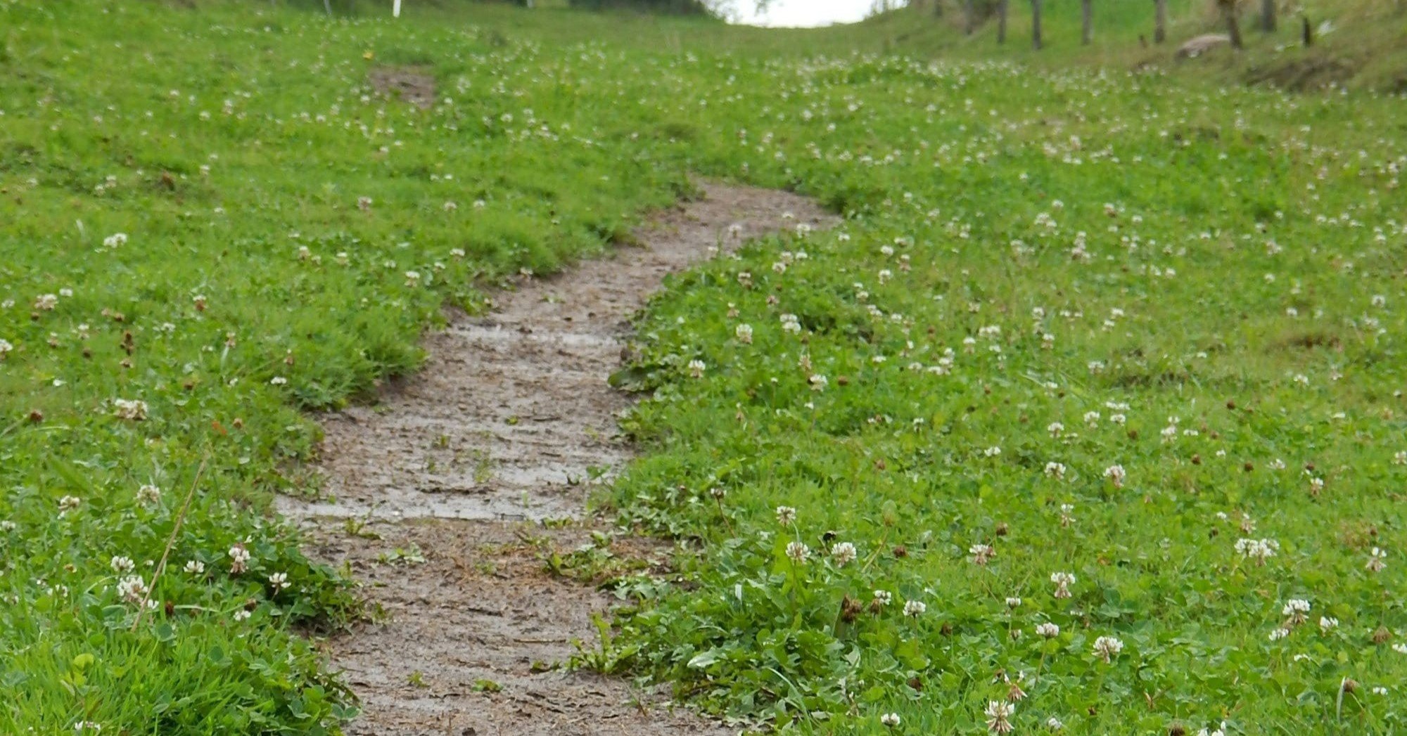 Technological Desire Paths